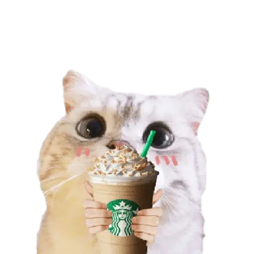 Michis random🐈🐈‍⬛