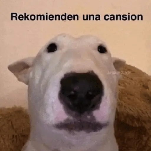 Randoms pal grupo 💬