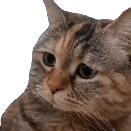 Animales Tiktok Viral 🐱🐈🐈‍⬛