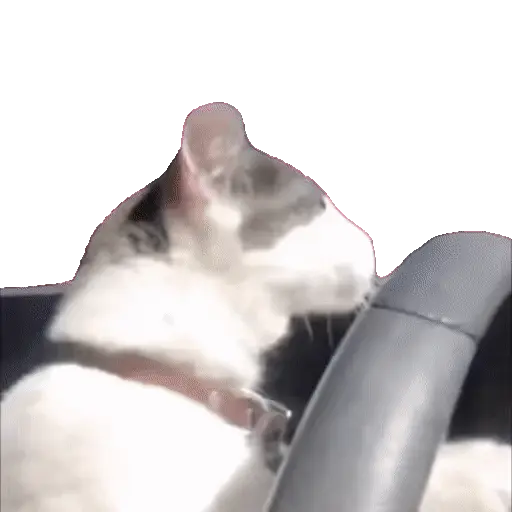 Animales Tiktok Viral 🐱🐈🐈‍⬛