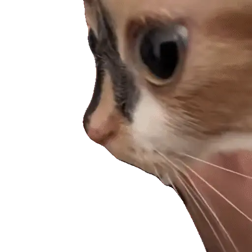 Animales Tiktok Viral 🐱🐈🐈‍⬛