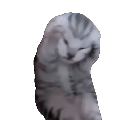 Animales Tiktok Viral 🐱🐈🐈‍⬛