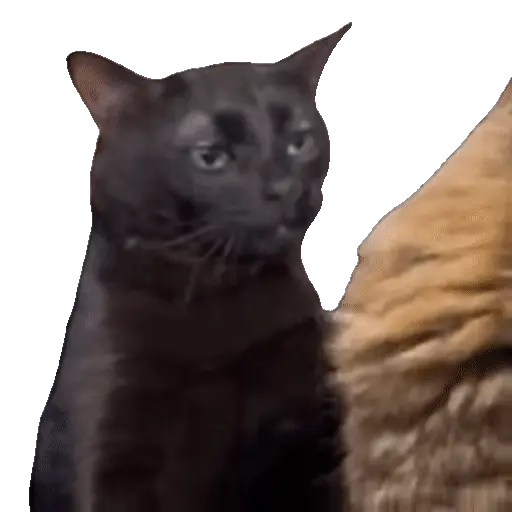 Animales Tiktok Viral 🐱🐈🐈‍⬛ preview