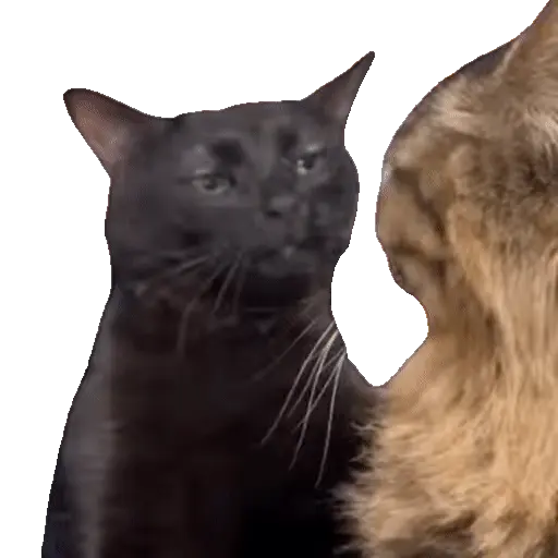 Animales Tiktok Viral 🐱🐈🐈‍⬛
