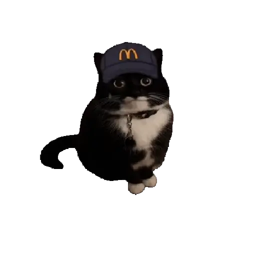 Animales Tiktok Viral 🐱🐈🐈‍⬛