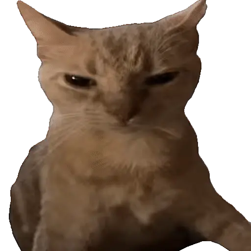 Animales Tiktok Viral 🐱🐈🐈‍⬛