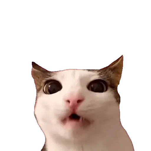 Animales Tiktok Viral 🐱🐈🐈‍⬛