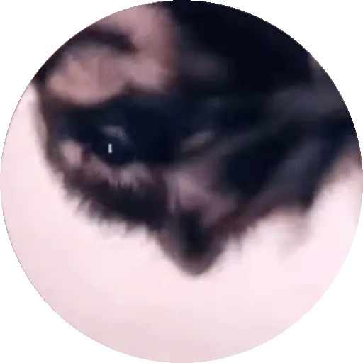 Animales Tiktok Viral 🐱🐈🐈‍⬛ preview