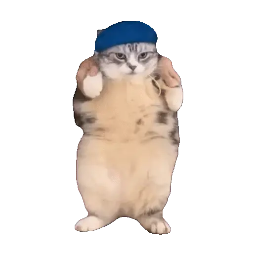Animales Tiktok Viral 🐱🐈🐈‍⬛