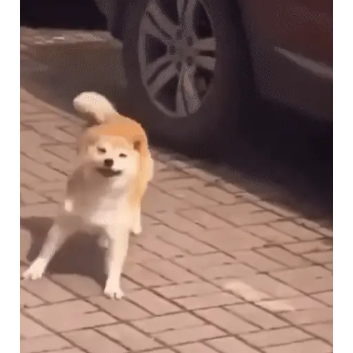 Animales Tiktok Viral 🐱🐈🐈‍⬛