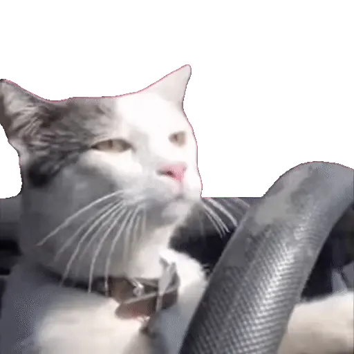 Animales Tiktok Viral 🐱🐈🐈‍⬛ preview