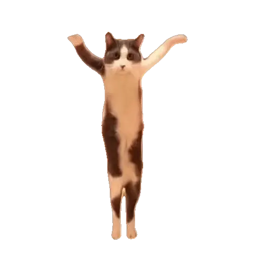 Animales Tiktok Viral 🐱🐈🐈‍⬛