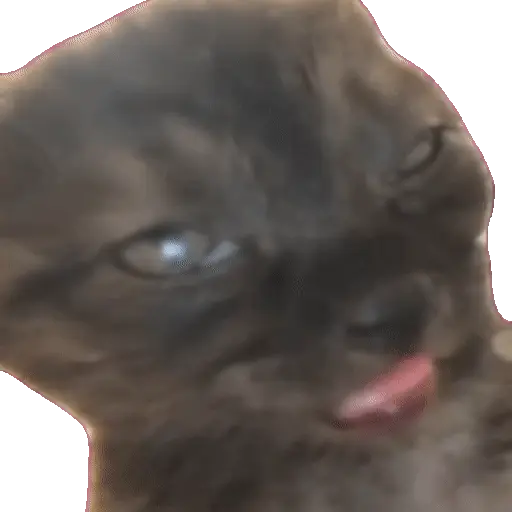 Animales Tiktok Viral 🐱🐈🐈‍⬛ preview