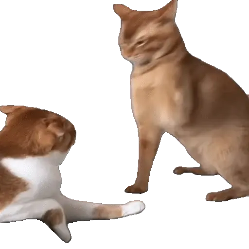 Animales Tiktok Viral 🐱🐈🐈‍⬛