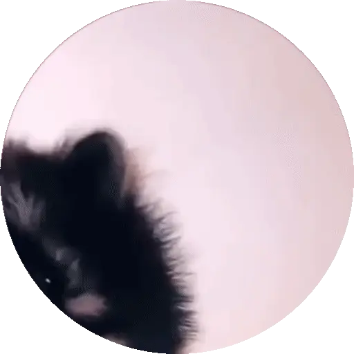 Animales Tiktok Viral 🐱🐈🐈‍⬛