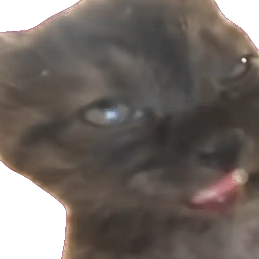 Animales Tiktok Viral 🐱🐈🐈‍⬛