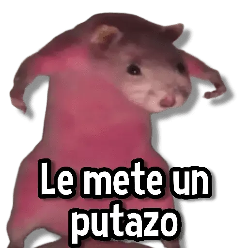 Memes de Animales🌴🍃