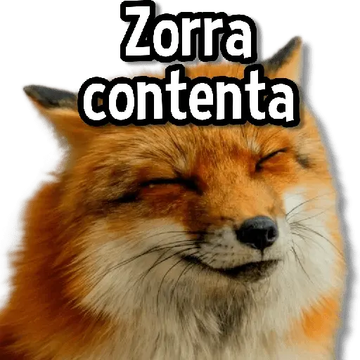 Memes de Animales🌴🍃