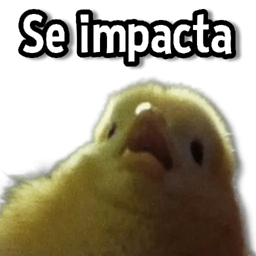 Memes de Animales🌴🍃