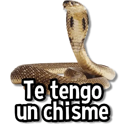 Memes de Animales🌴🍃