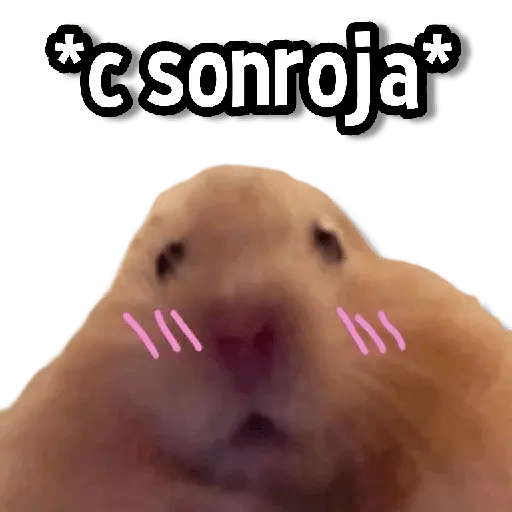 Memes de Animales🌴🍃
