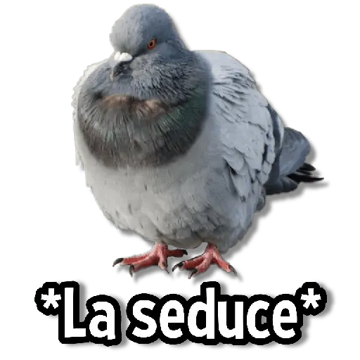 Memes de Animales🌴🍃
