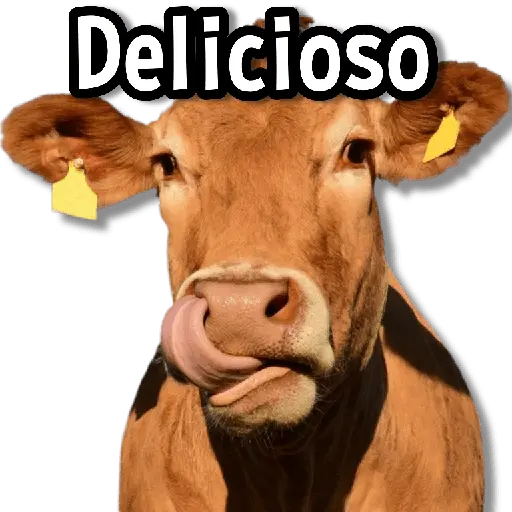 Memes de Animales🌴🍃