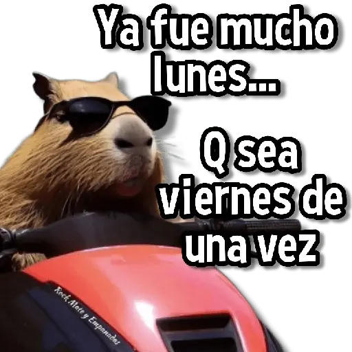 Memes de Animales🌴🍃