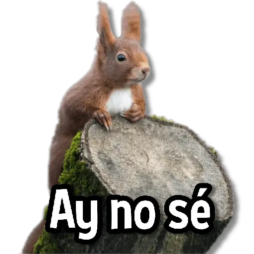 Memes de Animales🌴🍃
