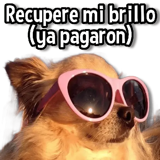 Memes de Animales🌴🍃