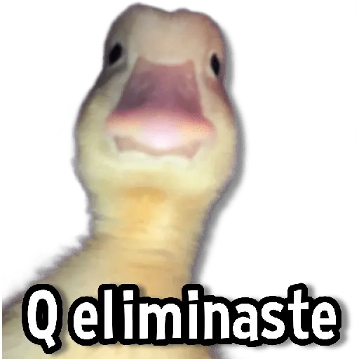 Memes de Animales🌴🍃