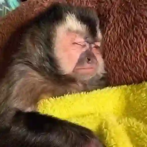 pack monkeys 🐵💗