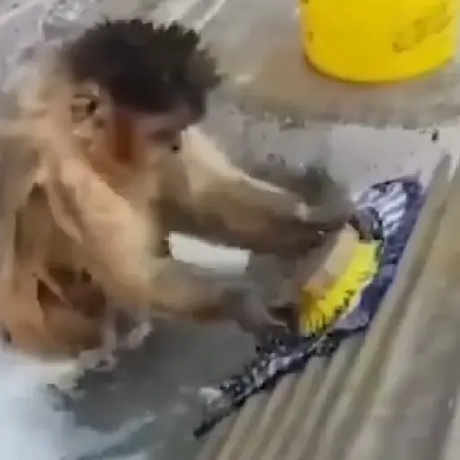 pack monkeys 🐵💗