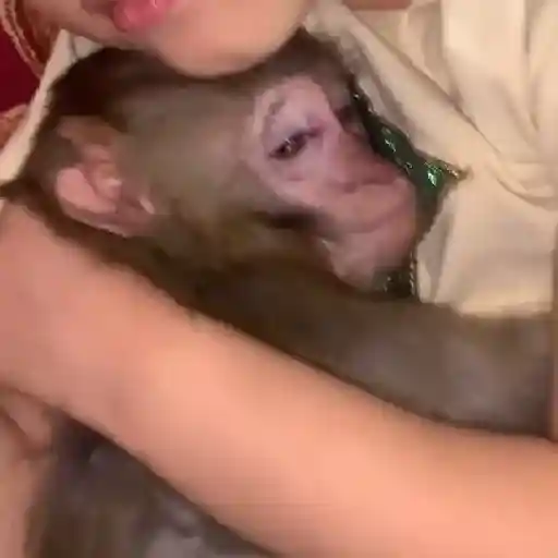 pack monkeys 🐵💗
