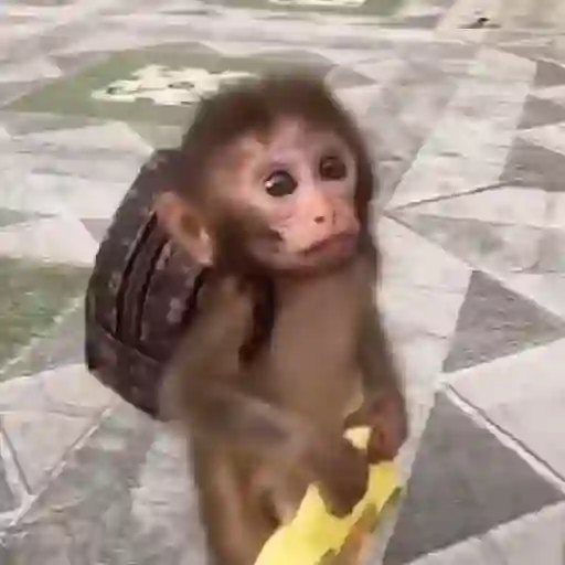 pack monkeys 🐵💗
