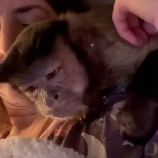 pack monkeys 🐵💗