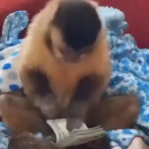 pack monkeys 🐵💗