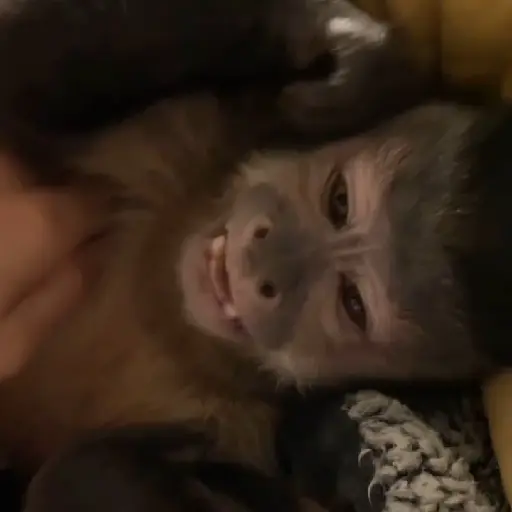 monkeys 🐒💗✨