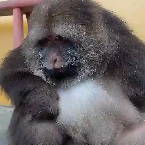 monkeys 🐒💗✨