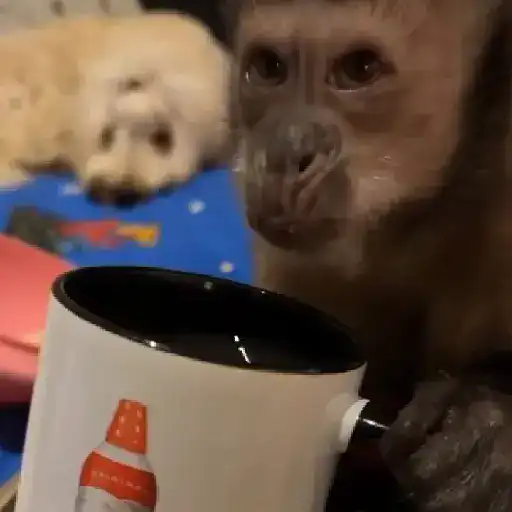 monkeys 🐒💗✨