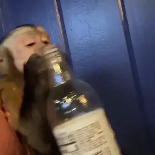 monkeys 🐒💗✨