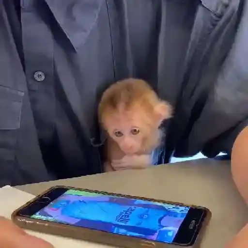 monkeys 🐒💗✨