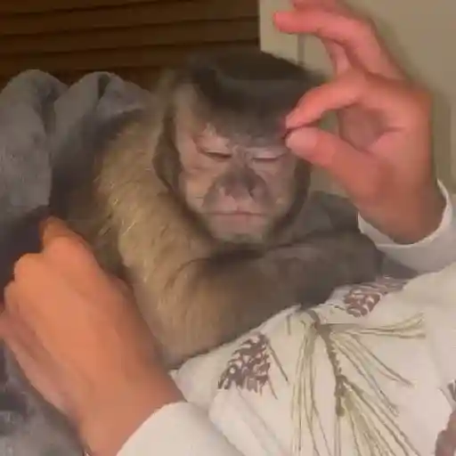 monkeys 🐒💗✨