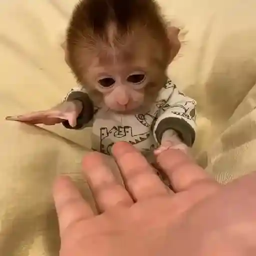 monkeys 🐒💗✨