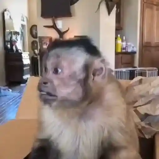 mono george 🤎🙉