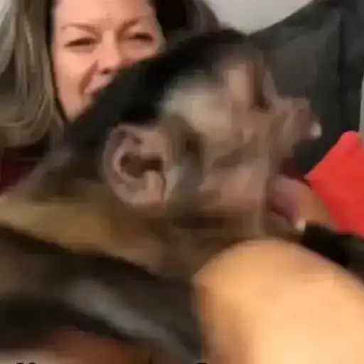 mono george 🤎🙉