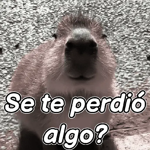 capibara 😎