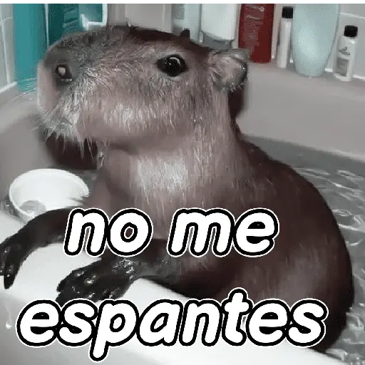 capibara 😎