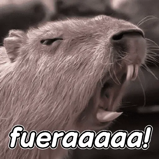 capibara 😎