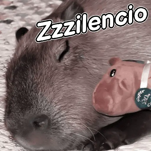 capibara 😎